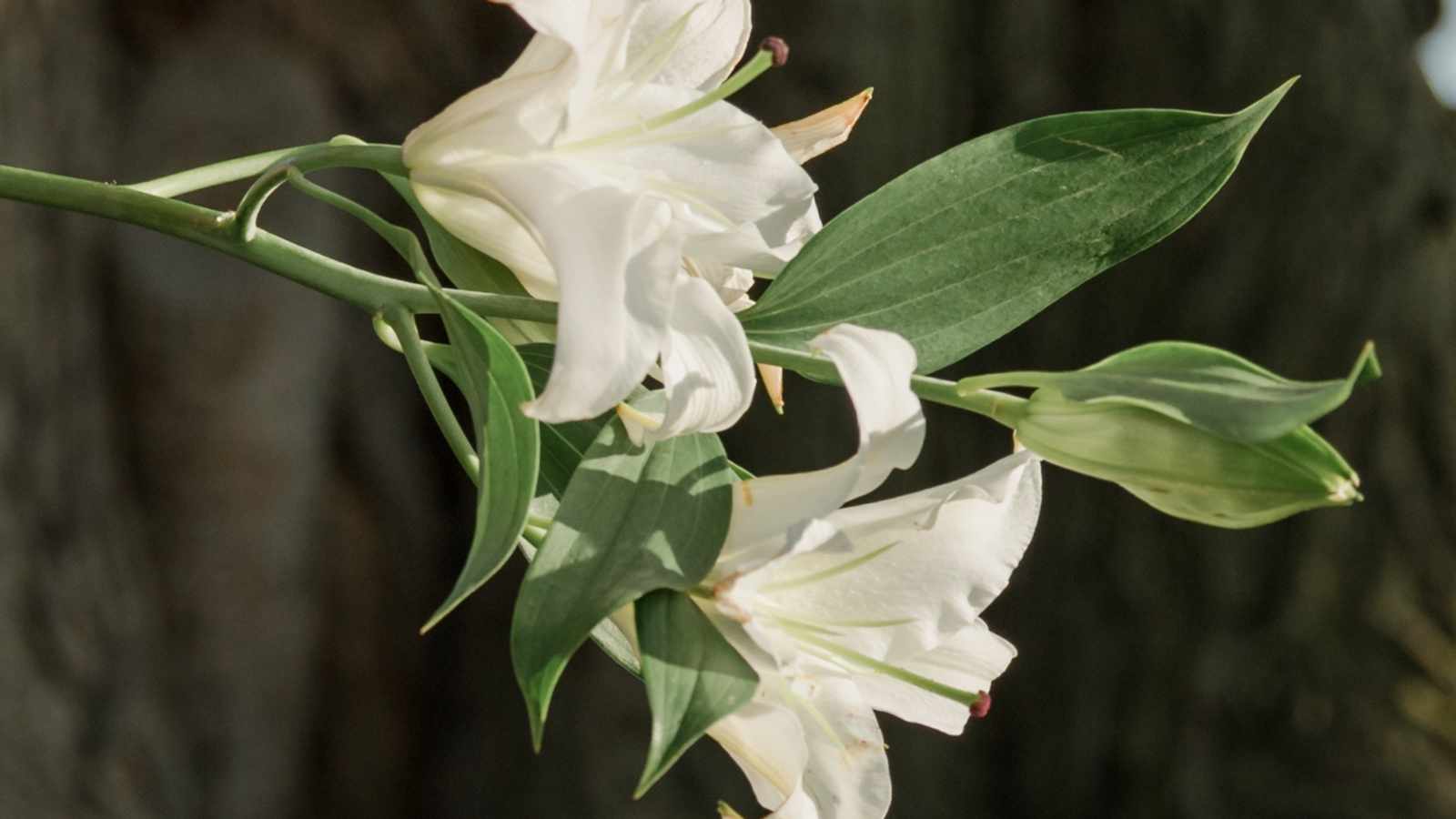 tablice nagrobkowe z plexi