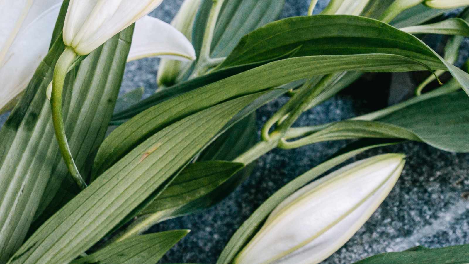 tablice nagrobkowe z plexi